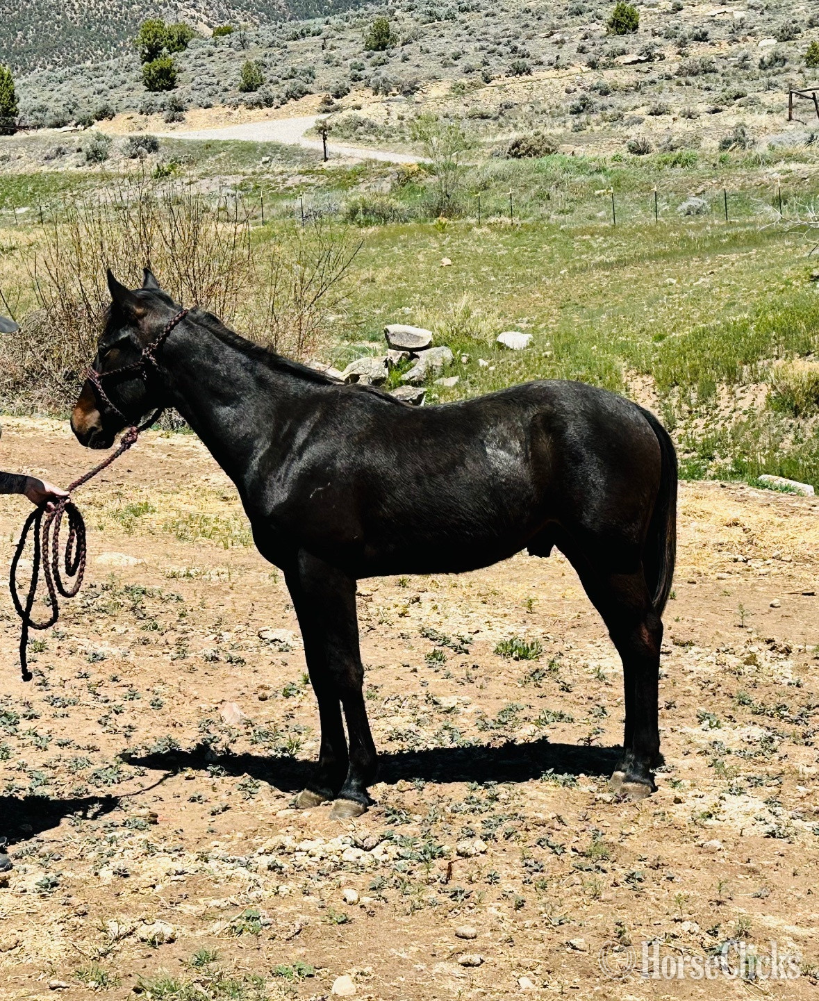 "SCLC LOTOFRAPPUCCINO" Bay Colt Quarter Horse in Colorado