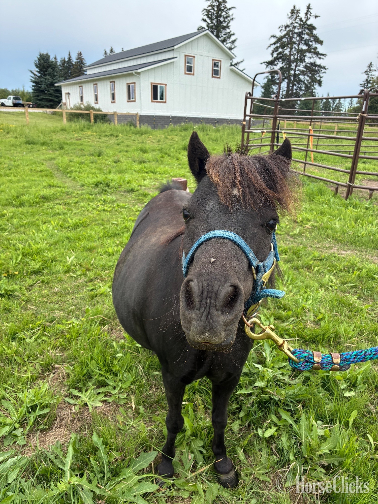 "Queen" Black Mare Pony in Montana