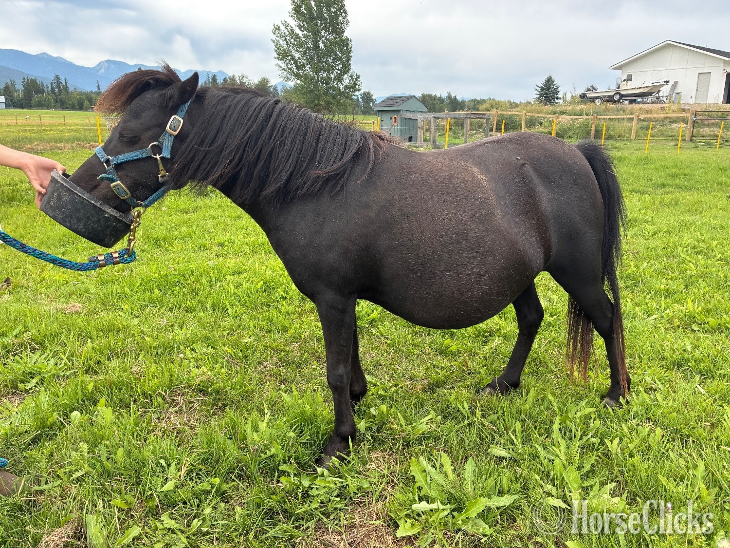 "Queen" Black Mare Pony