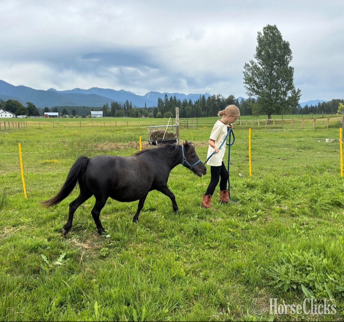 Montana "Queen" Black Mare Pony