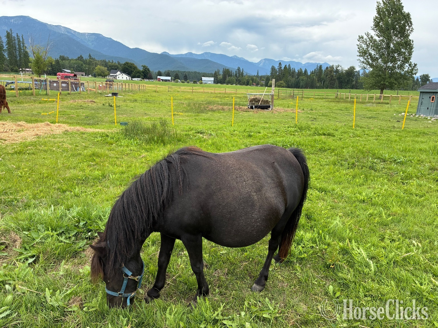 "Queen" Black Mare Pony - Pony in Montana