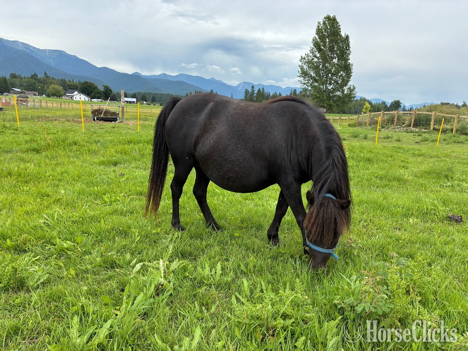 "Queen" Black Mare Pony - Pony
