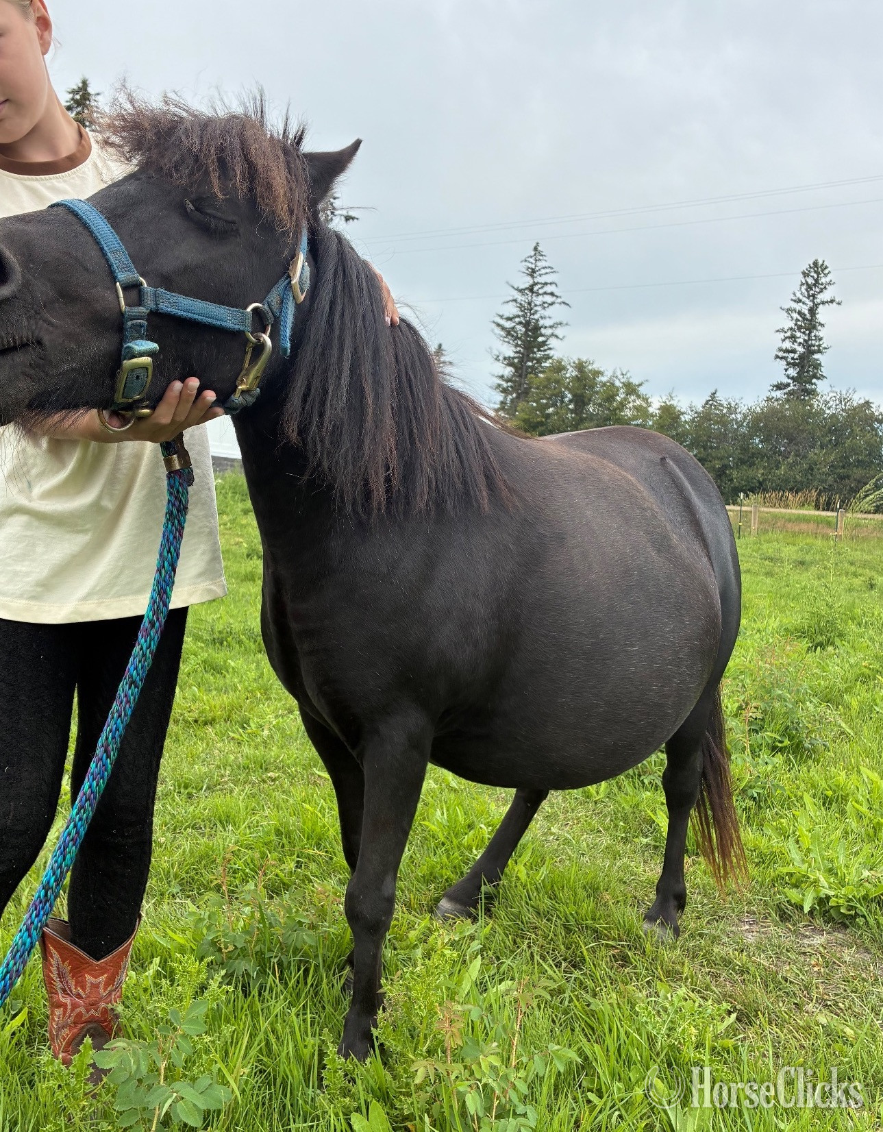 "Queen" Black Mare Pony Montana