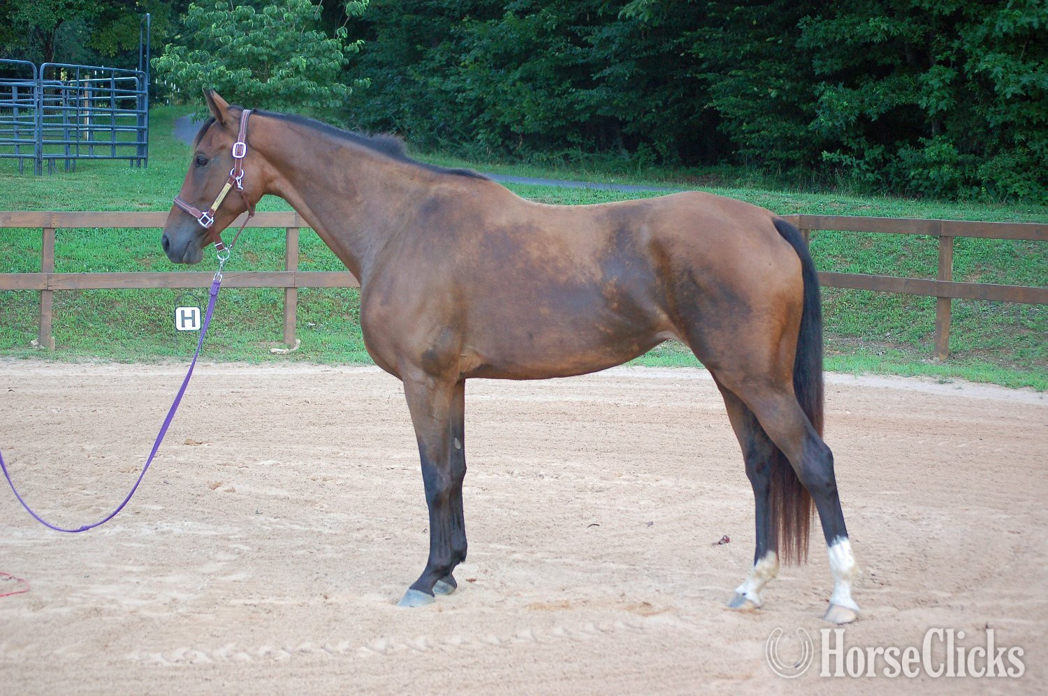 "Princess Padme (aka Phoenix)" Bay Mare Dutch Warmblood in North Carolina