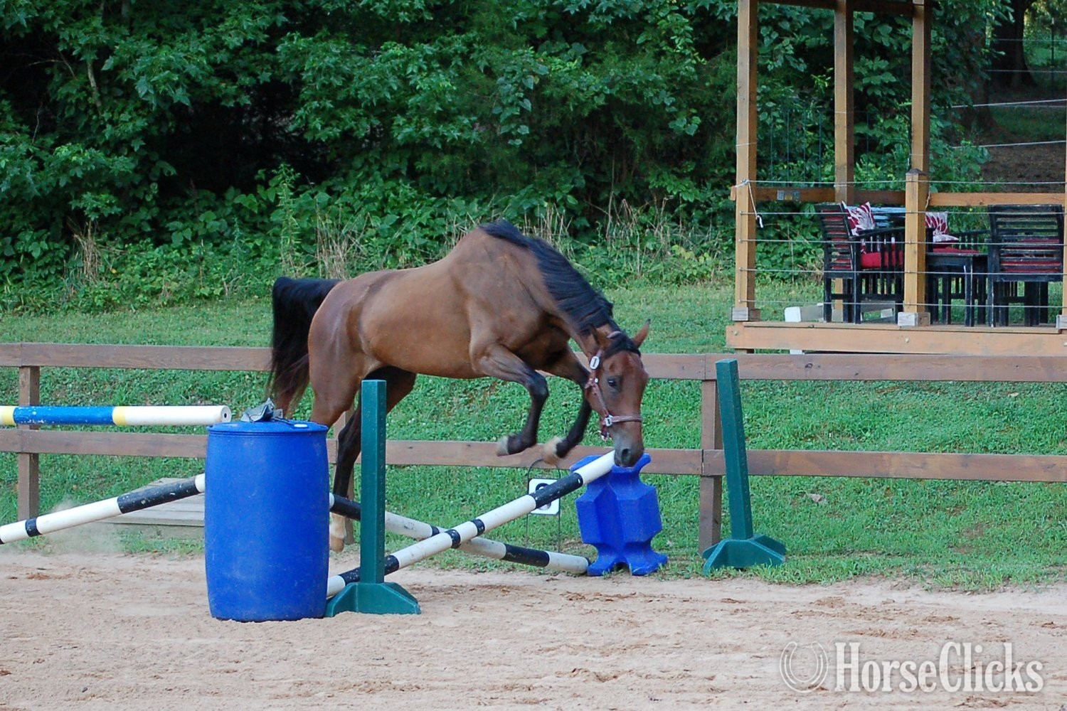 "Princess Padme (aka Phoenix)" Bay Mare Dutch Warmblood