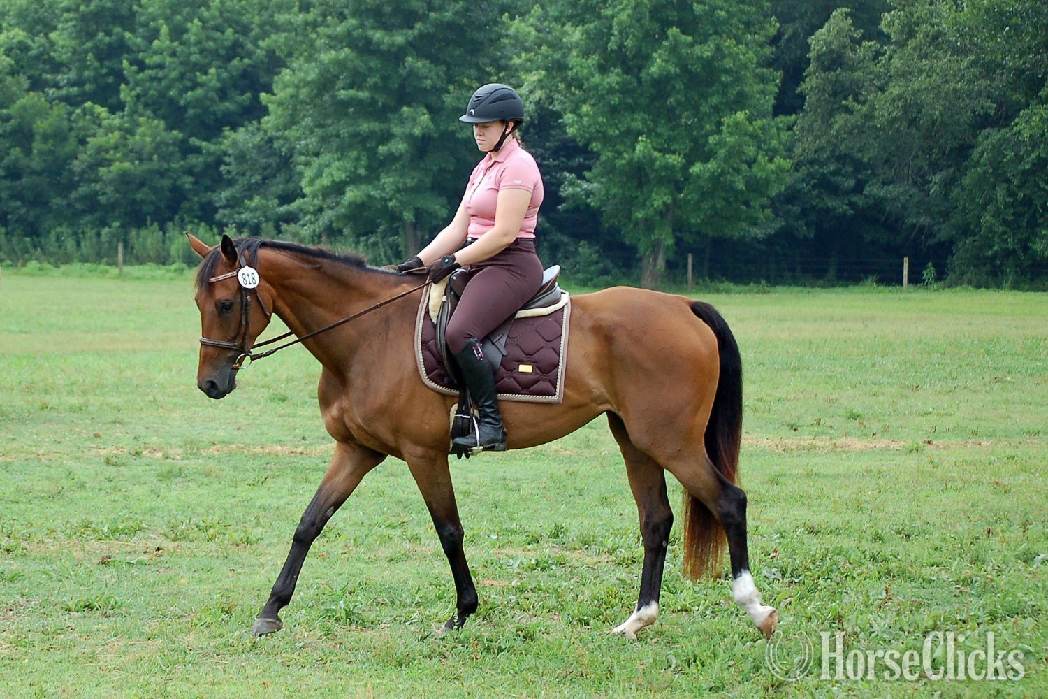 North Carolina "Princess Padme (aka Phoenix)" Bay Mare Dutch Warmblood