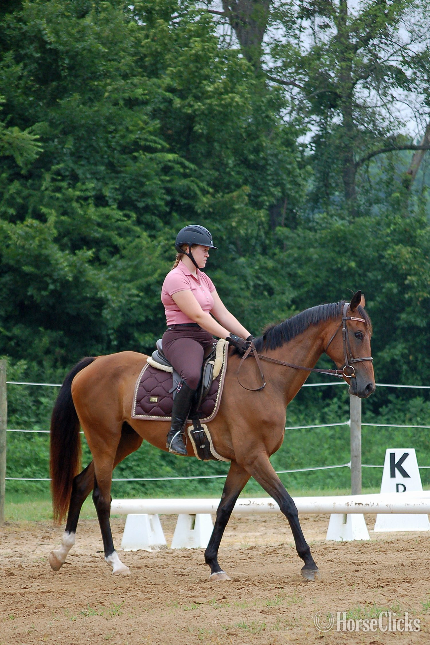 "Phoenix" Bay Mare Dutch Warmblood - Dutch Warmbloods in North Carolina