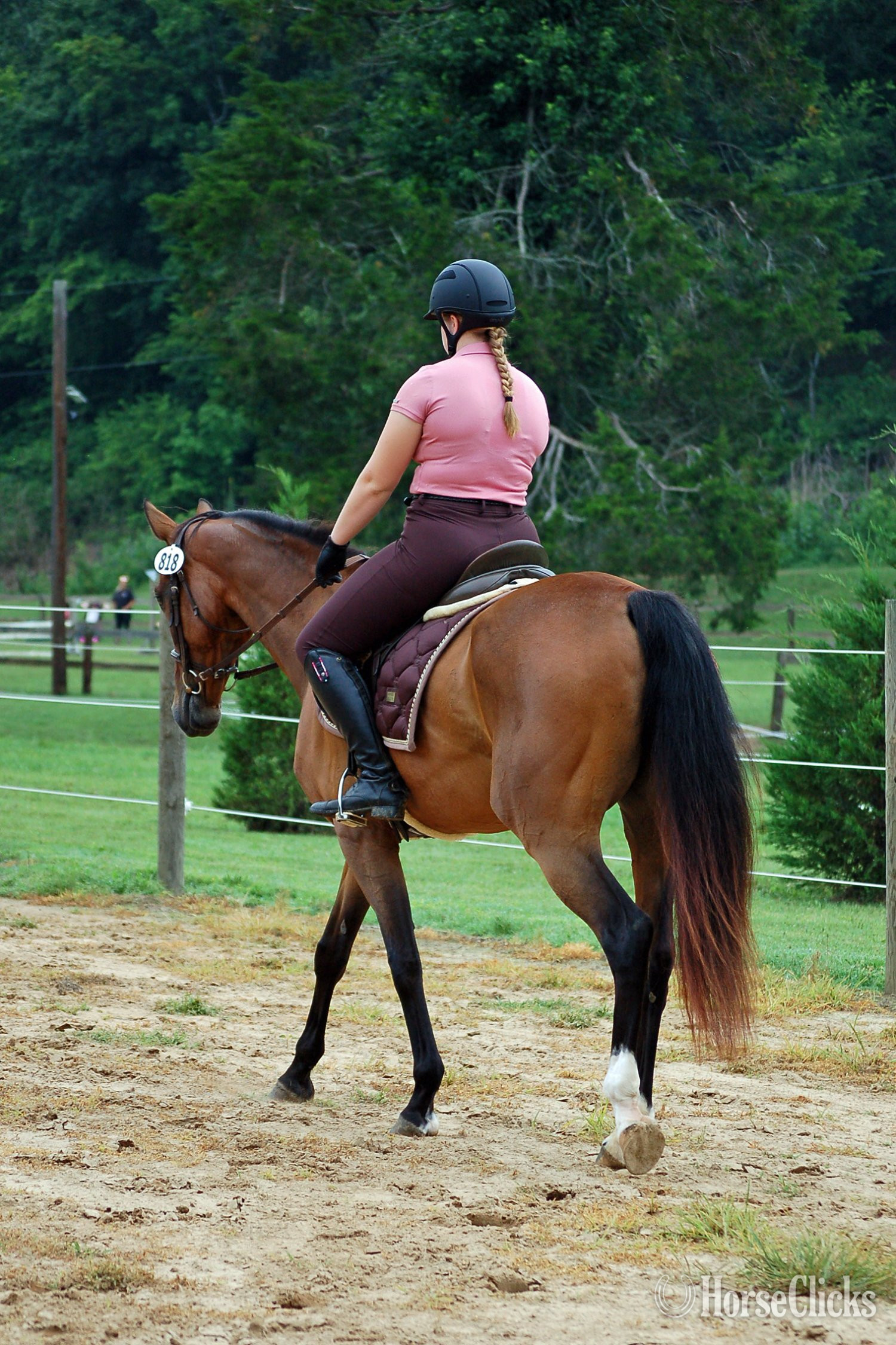 "Phoenix" Bay Mare Dutch Warmblood - Dutch Warmbloods