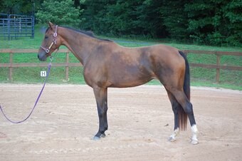 "Princess Padme (aka Phoenix)" Bay Mare Dutch Warmblood