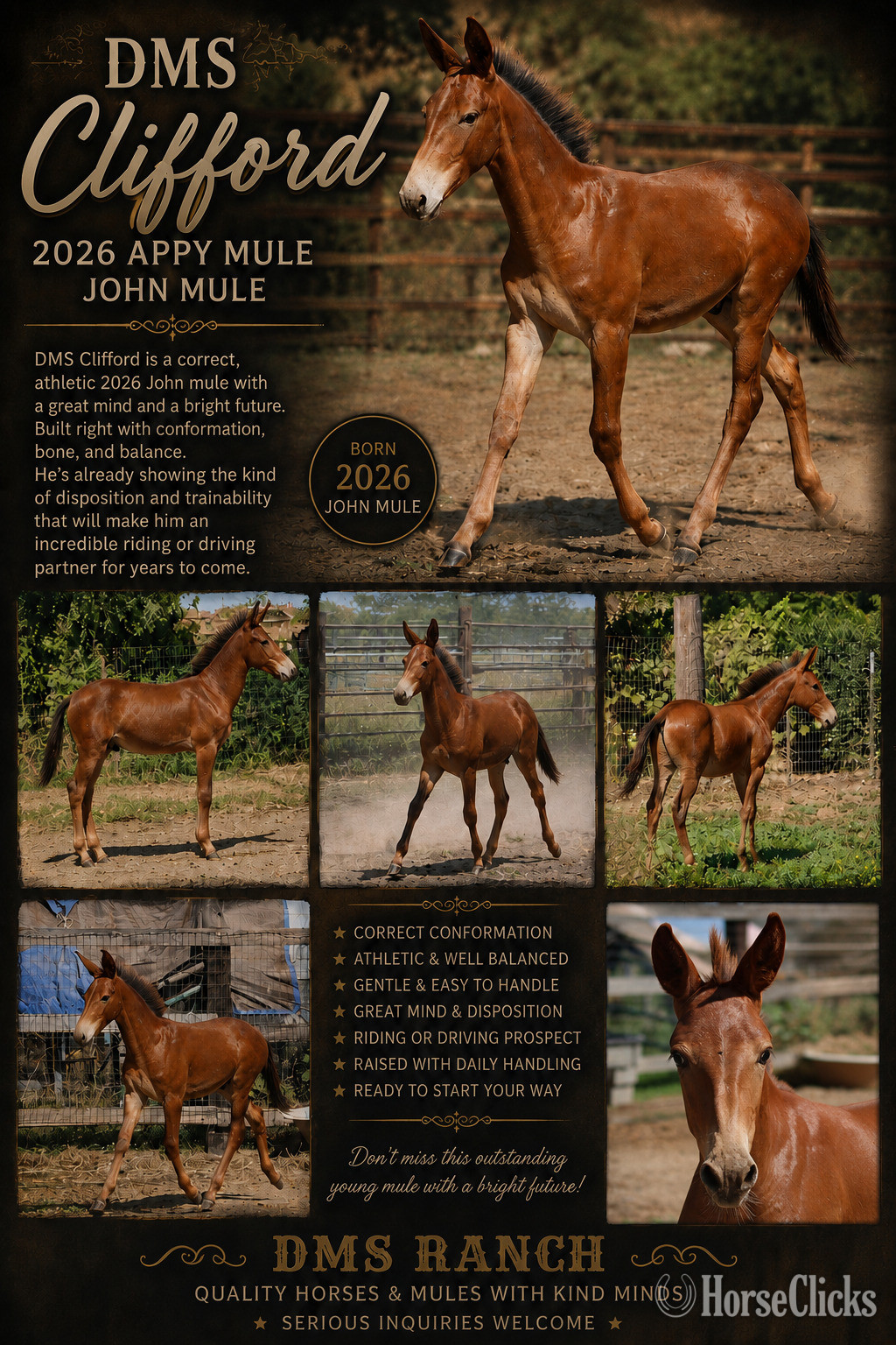 "Dms Clifford " Chestnut Colt Mule