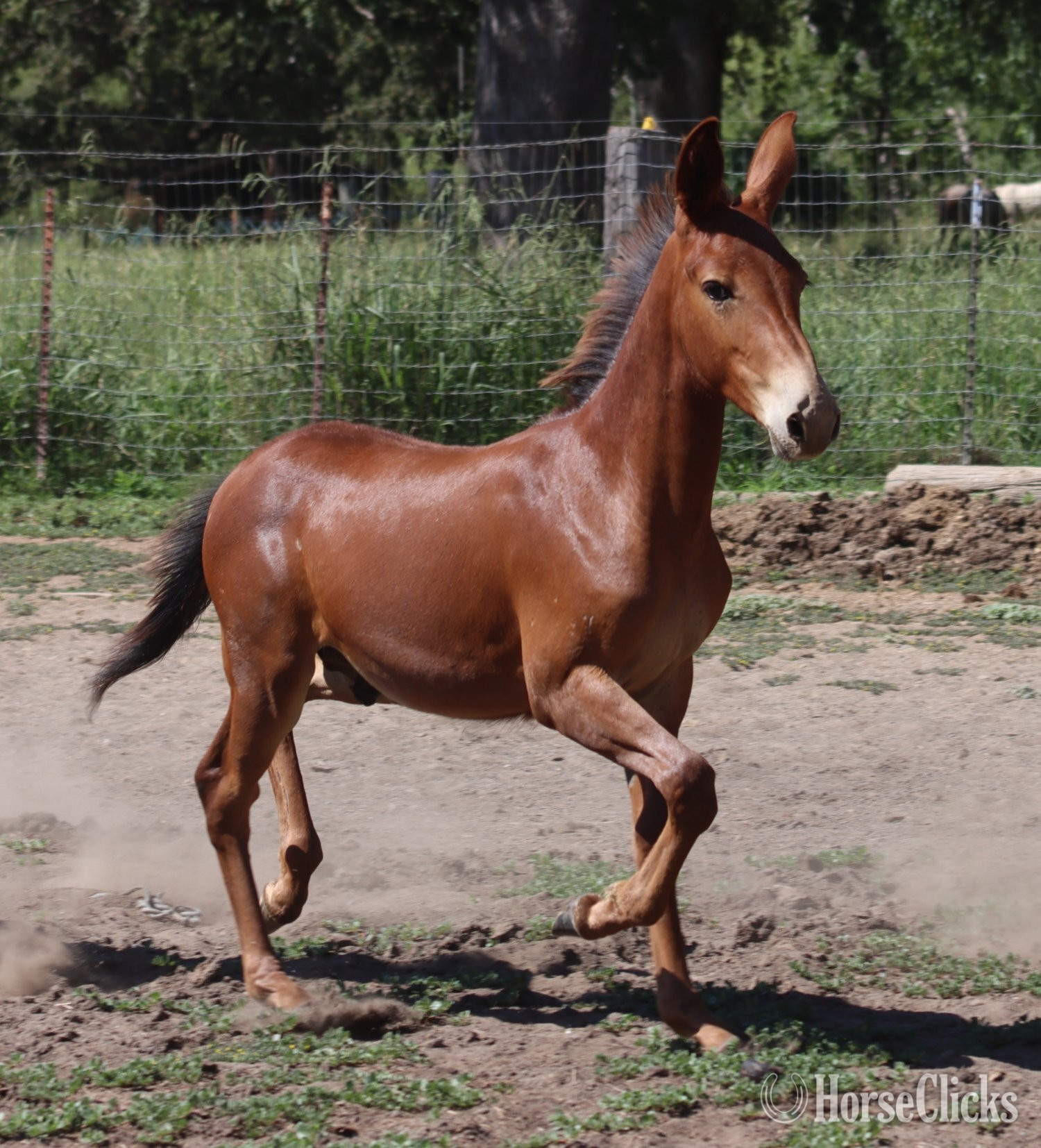 "Dms Clifford " Chestnut Colt Mule - Mule in California