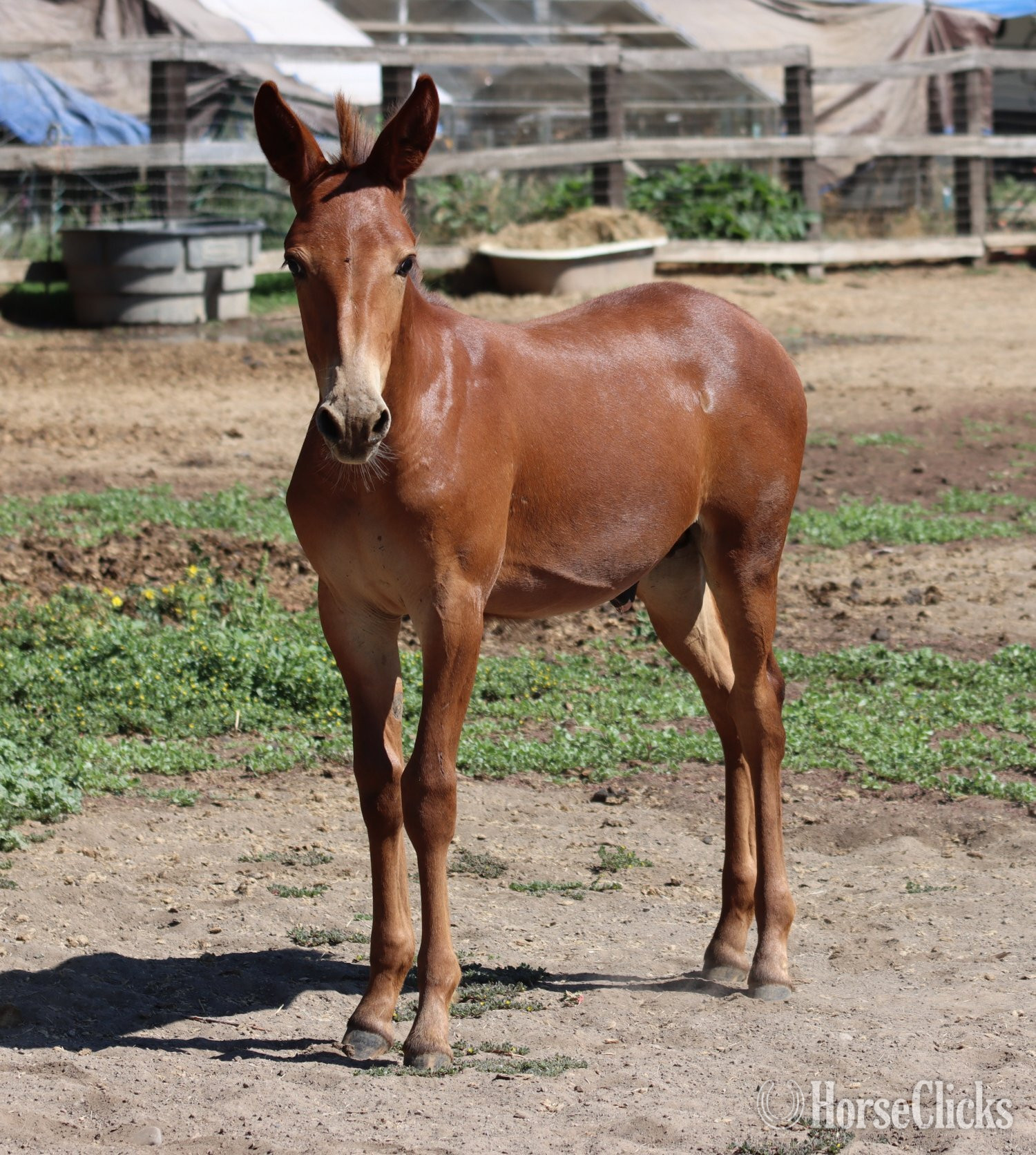 "Dms Clifford " Chestnut Colt Mule California