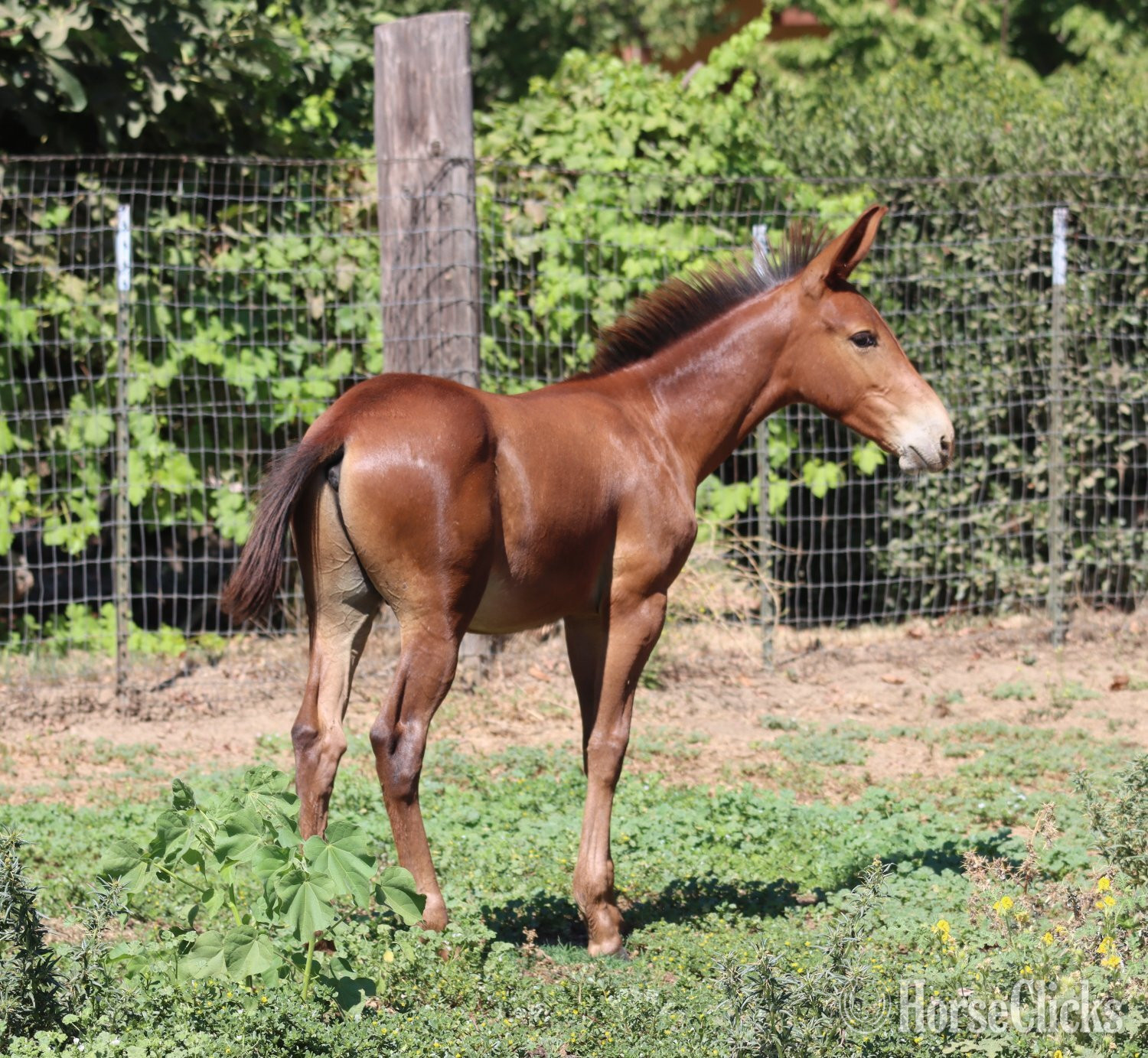 Mule - "Dms Clifford " Chestnut Colt Mule in California