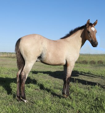 "Gunners Rein Maker" Buckskin Stallion Quarter Horse