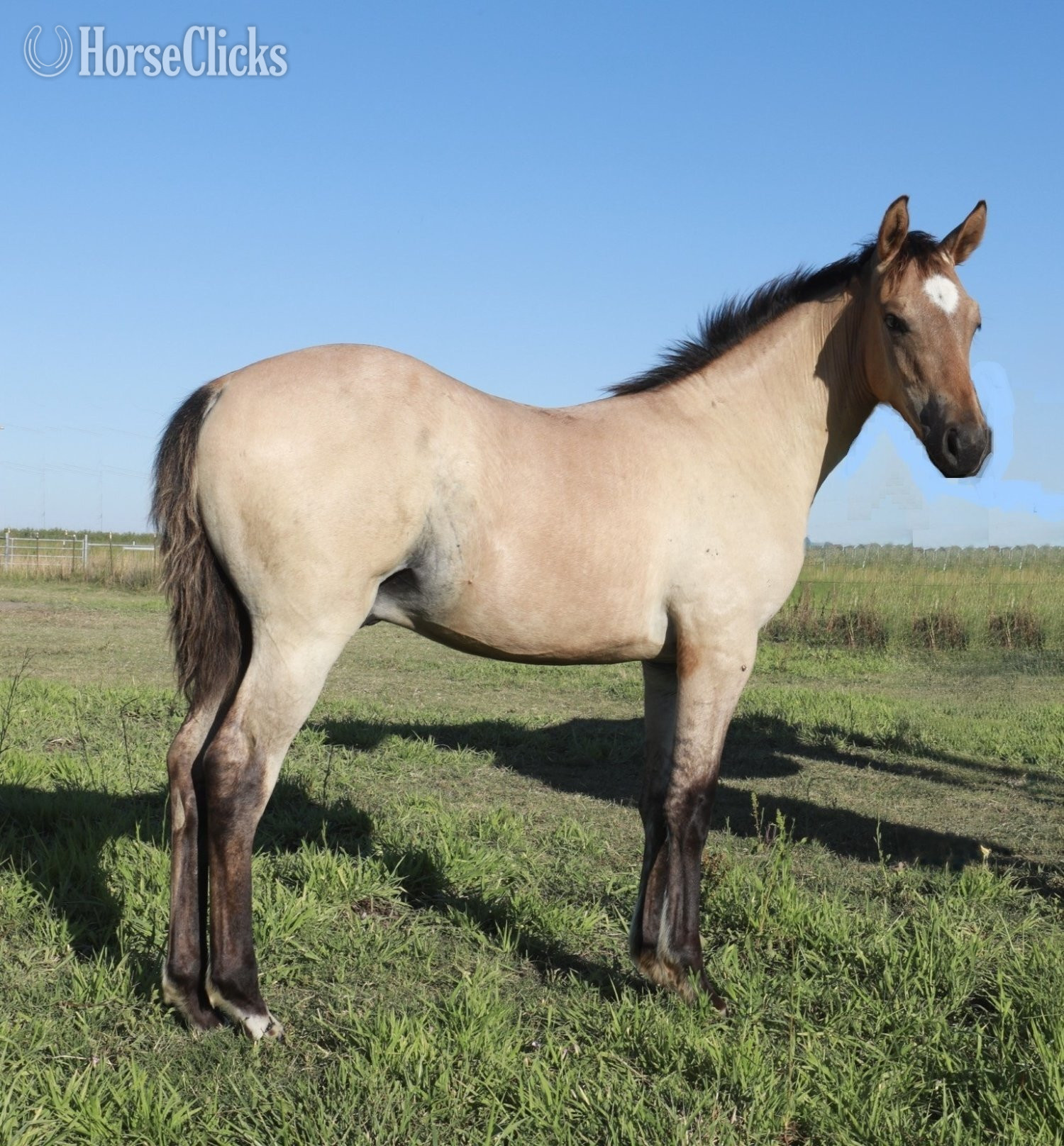 "Gunners Rein Maker" Buckskin Stallion Quarter Horse in California