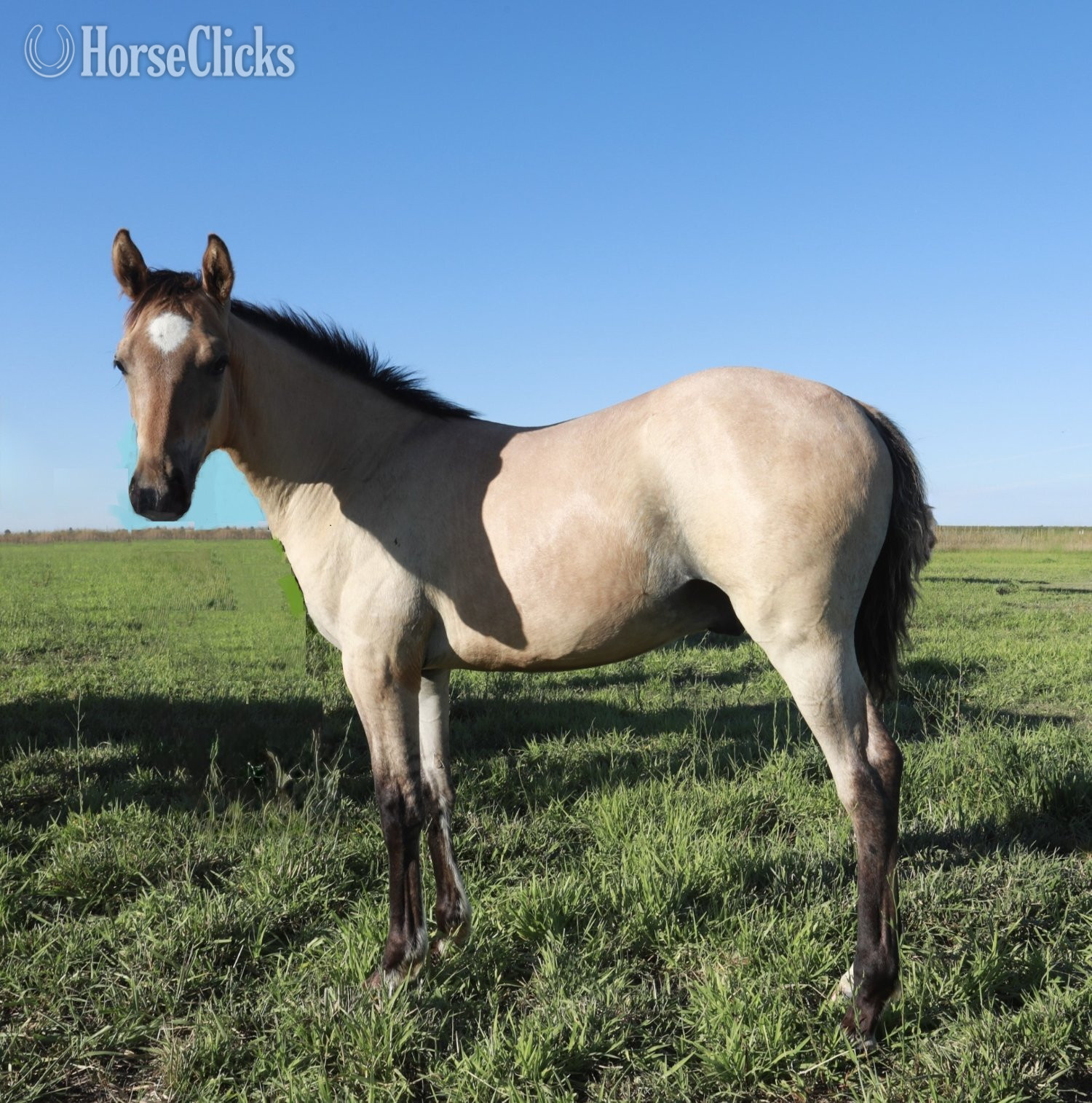 "Gunners Rein Maker" Buckskin Stallion Quarter Horse