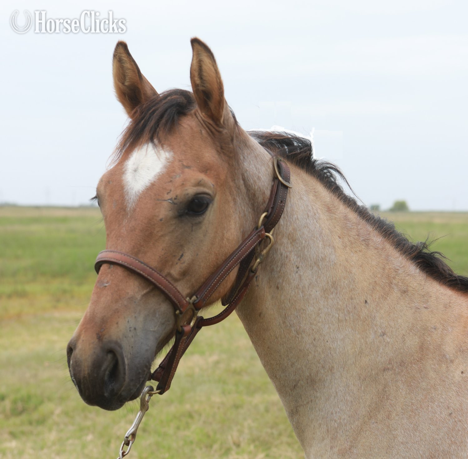 California "Gunners Rein Maker" Buckskin Stallion Quarter Horse