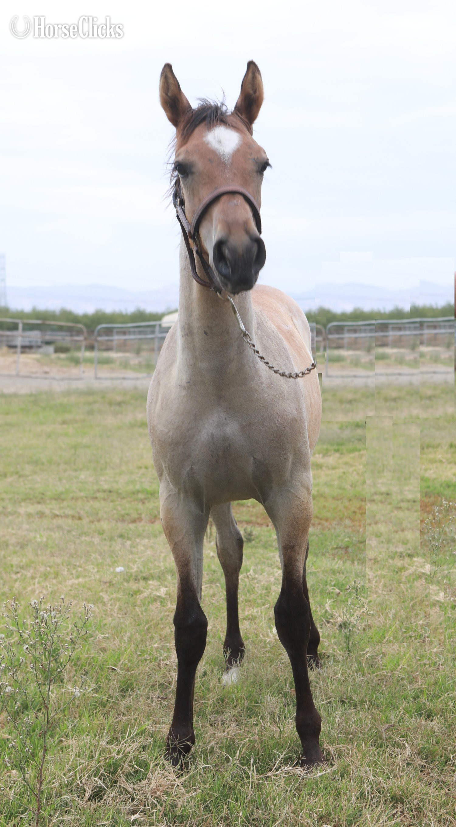 "Gunners Rein Maker" Buckskin Stallion Quarter Horse - Quarter Horse in California