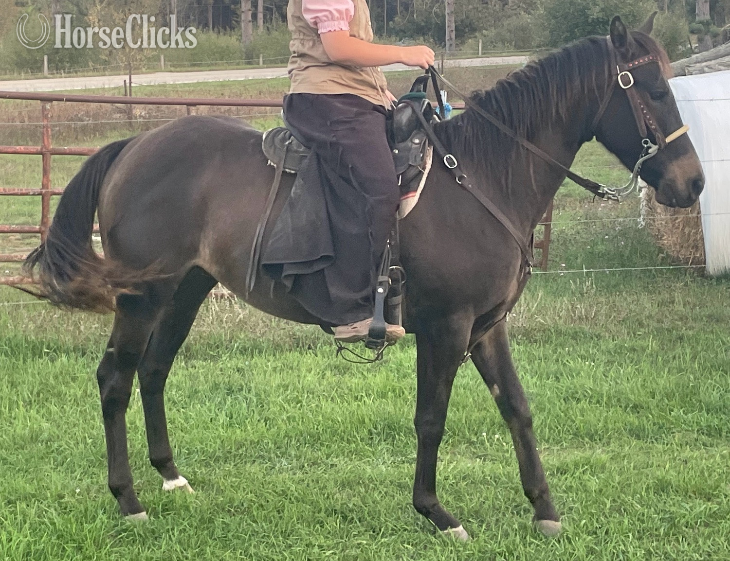 "ER Little Flint" Brown Gelding Quarter Horse in Michigan