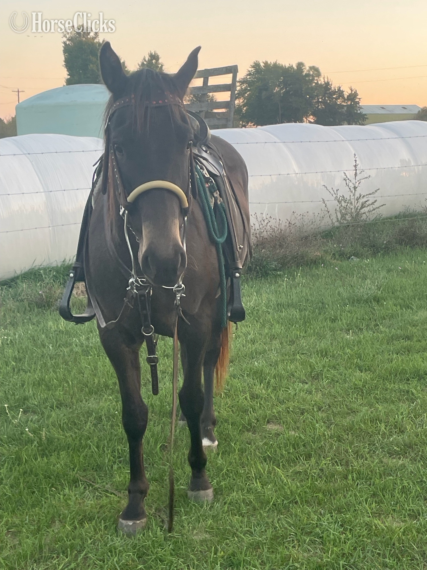 "ER Little Flint" Brown Gelding Quarter Horse