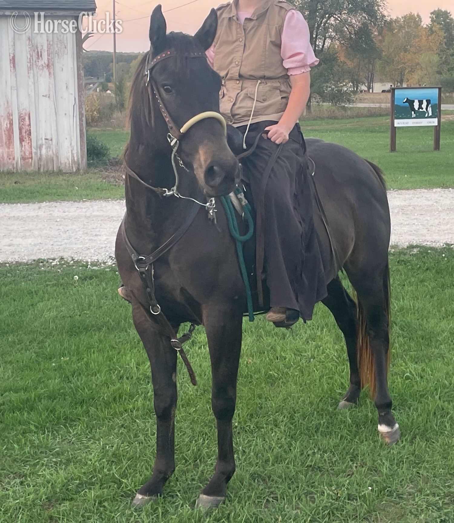 Michigan "ER Little Flint" Brown Gelding Quarter Horse