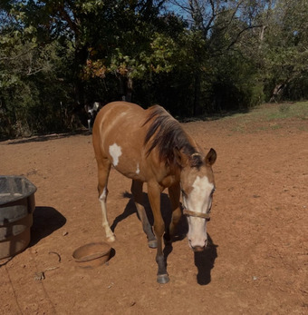"Sand and Pearls" Buckskin Mare Thoroughbred
