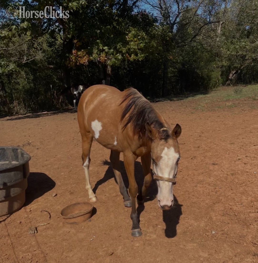 "Sand and Pearls" Buckskin Mare Thoroughbred in North Carolina