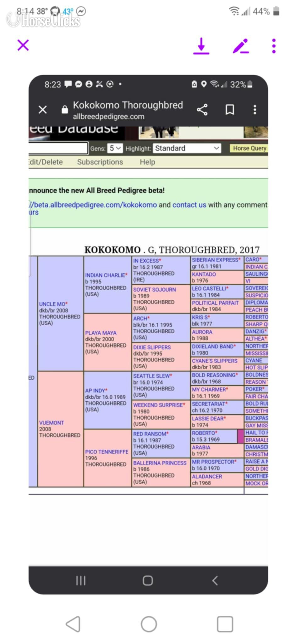 "Kokokomo" Bay Gelding Thoroughbred