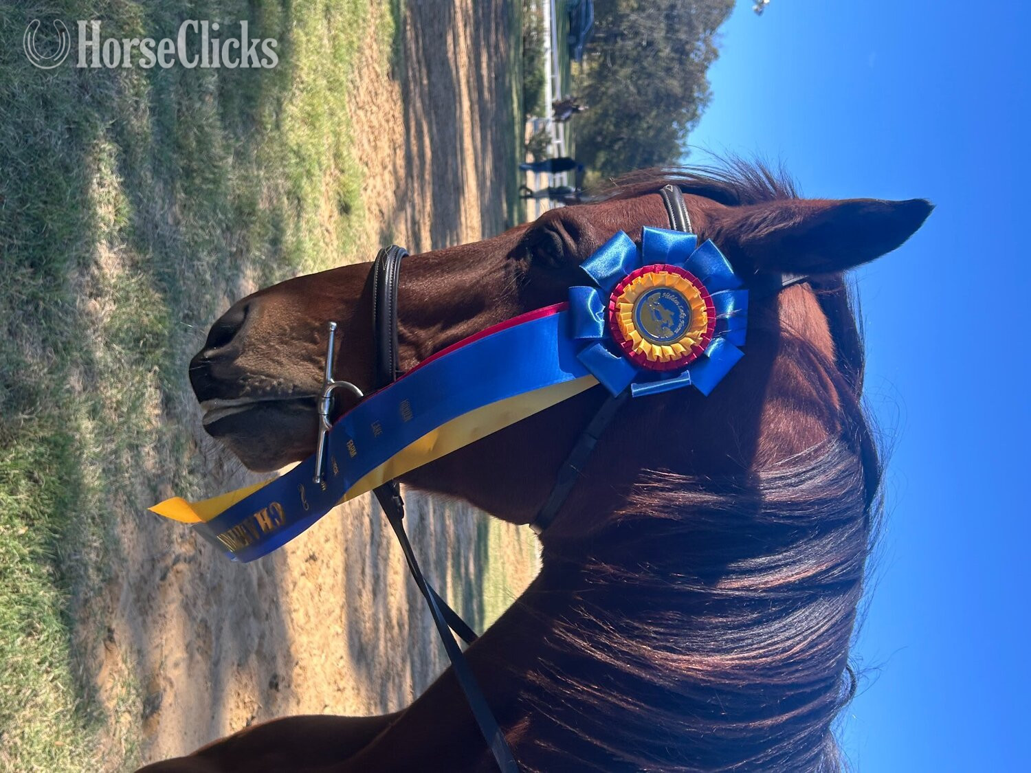 Texas "Kokokomo" Bay Gelding Thoroughbred