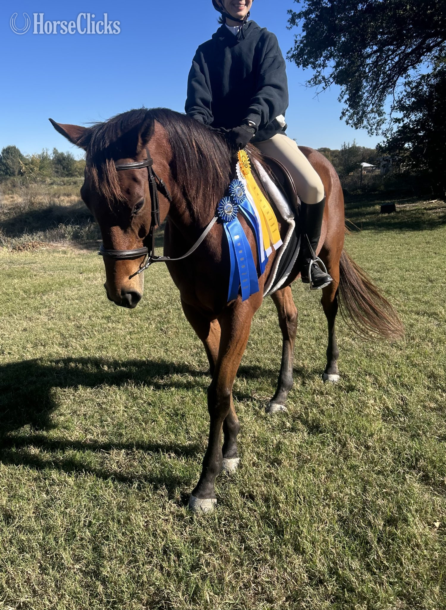 "Kokokomo" Bay Gelding Thoroughbred - Thoroughbred in Texas