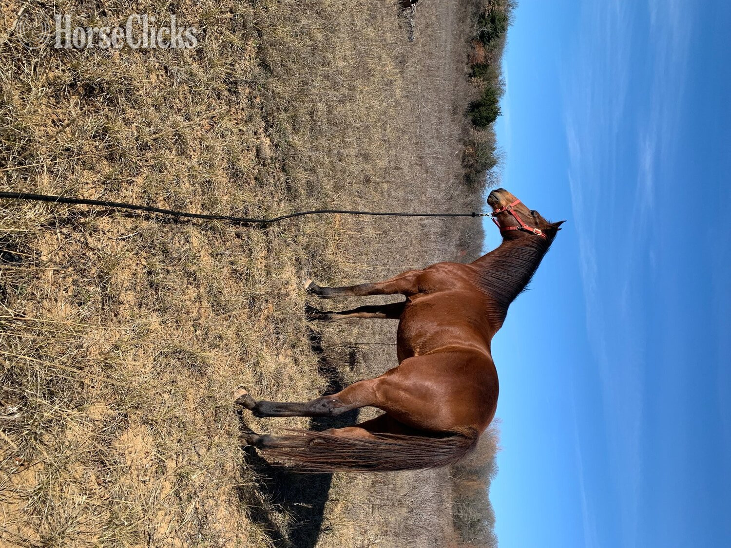 "Kokokomo" Bay Gelding Thoroughbred - Thoroughbred