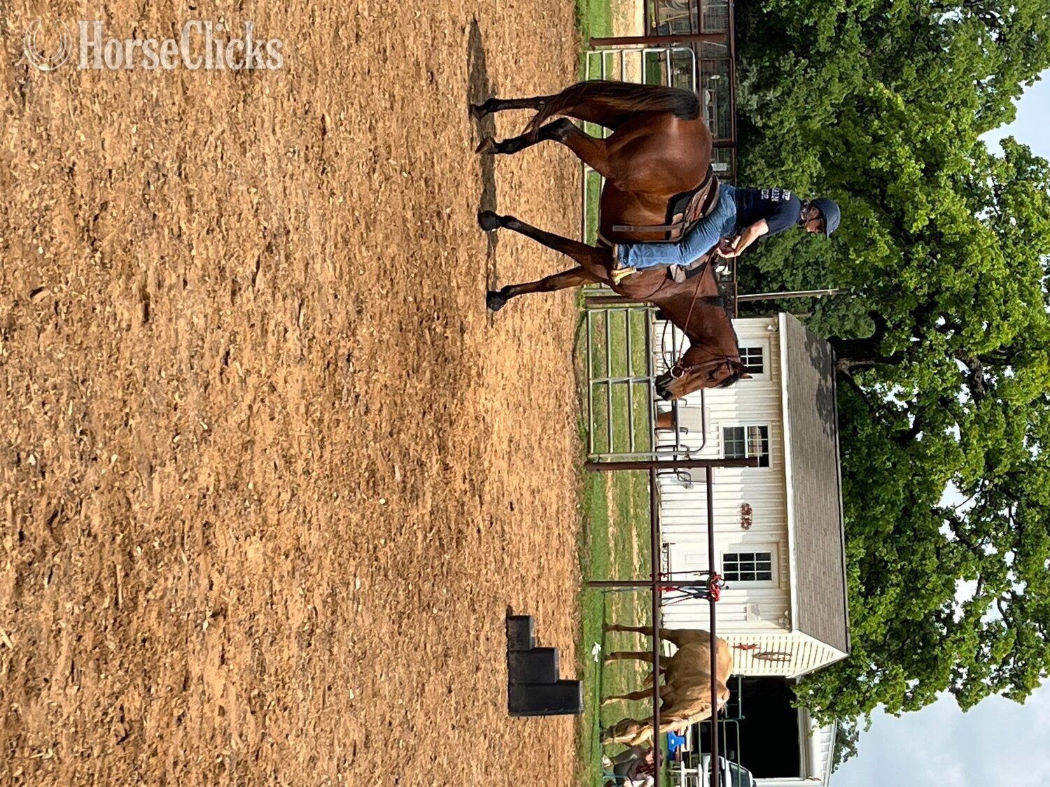 "Kokokomo" Bay Gelding Thoroughbred Texas