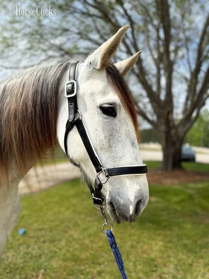 "Giana"  Mare Andalusian in California
