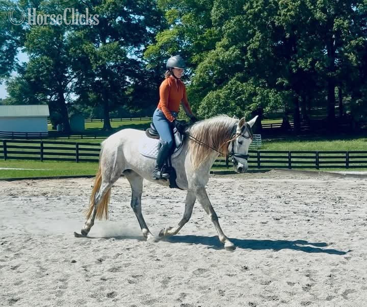 California "Giana"  Mare Andalusian