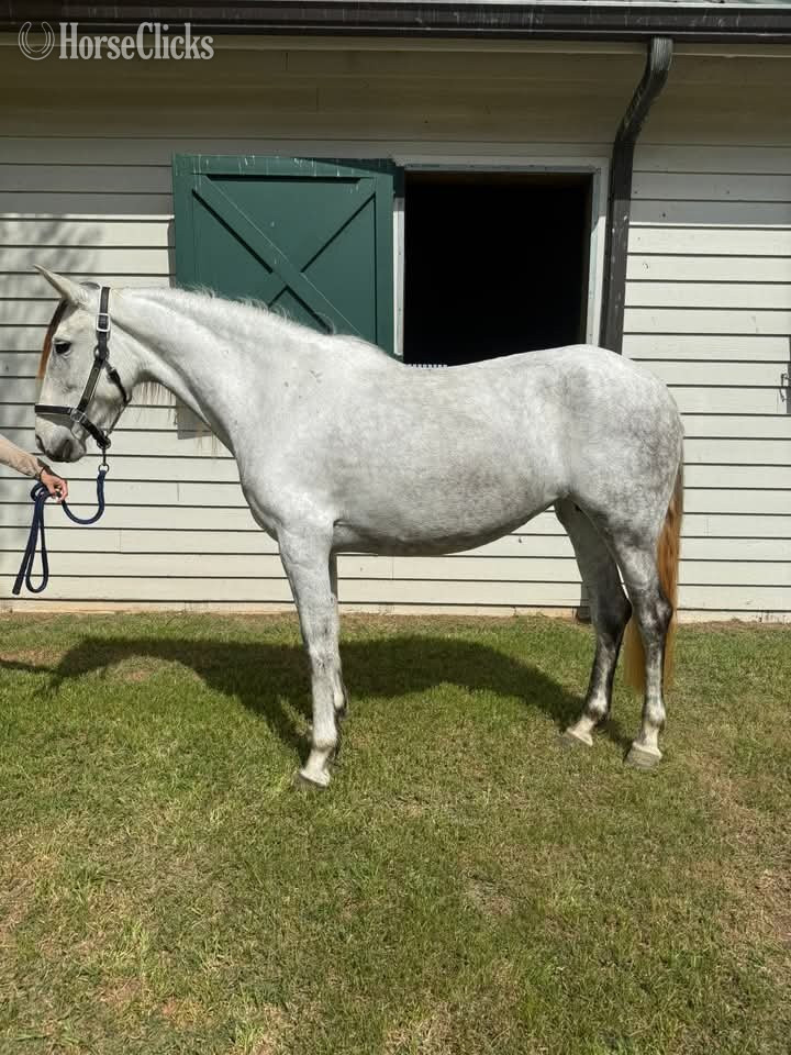 "Giana"  Mare Andalusian - Andalusian in California