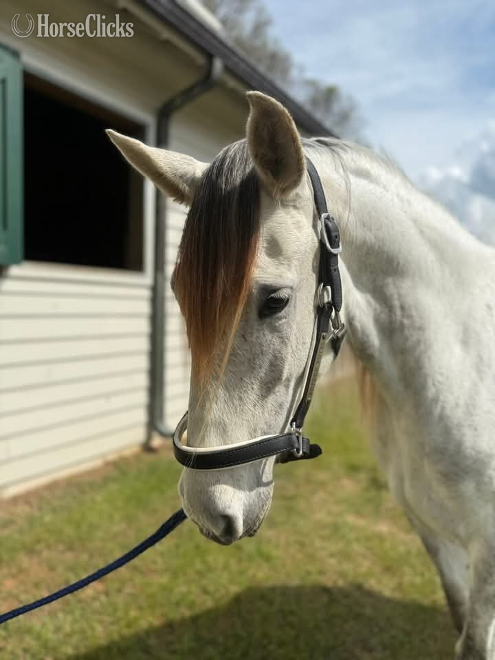 "Giana"  Mare Andalusian - Andalusian