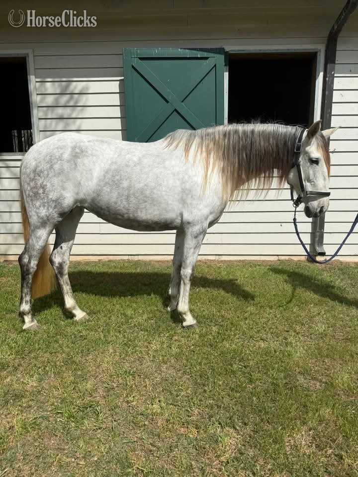 "Giana"  Mare Andalusian California