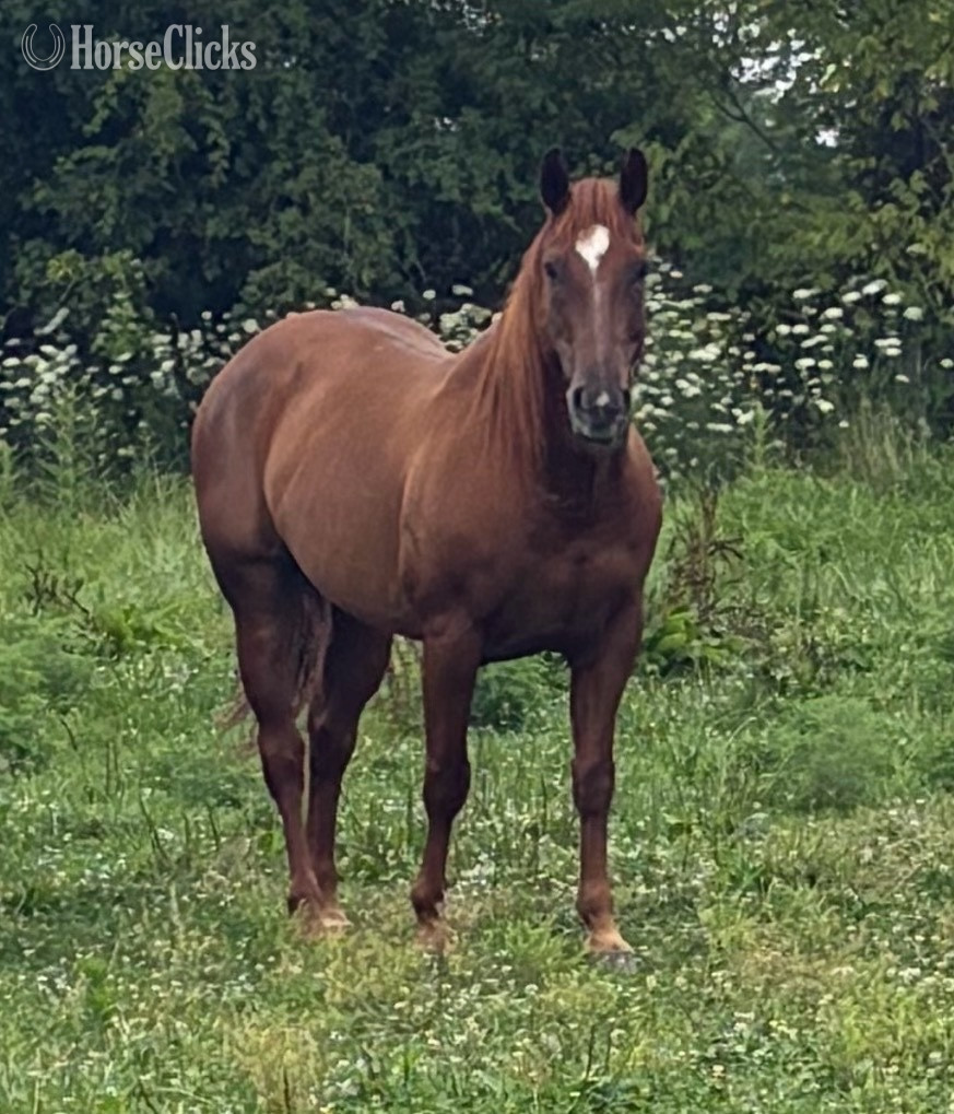 "Charlie"  Gelding Quarter Horse in Ohio