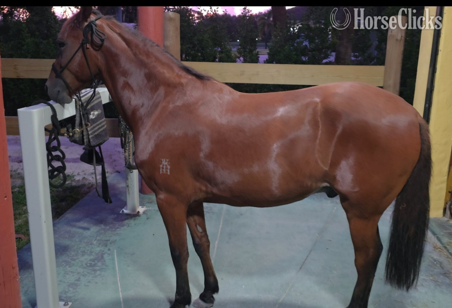 "Versace De Loxahatchee" Bay Gelding Paso Fino in Florida