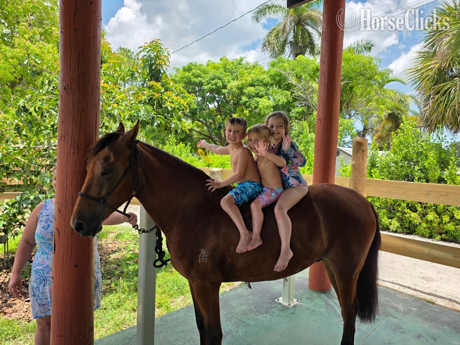 Florida "Versace De Loxahatchee" Bay Gelding Paso Fino