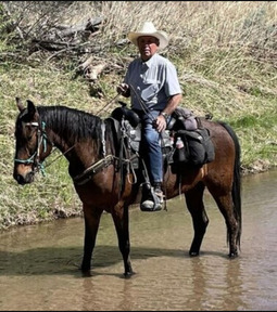 "SECRET" Bay Gelding Curly