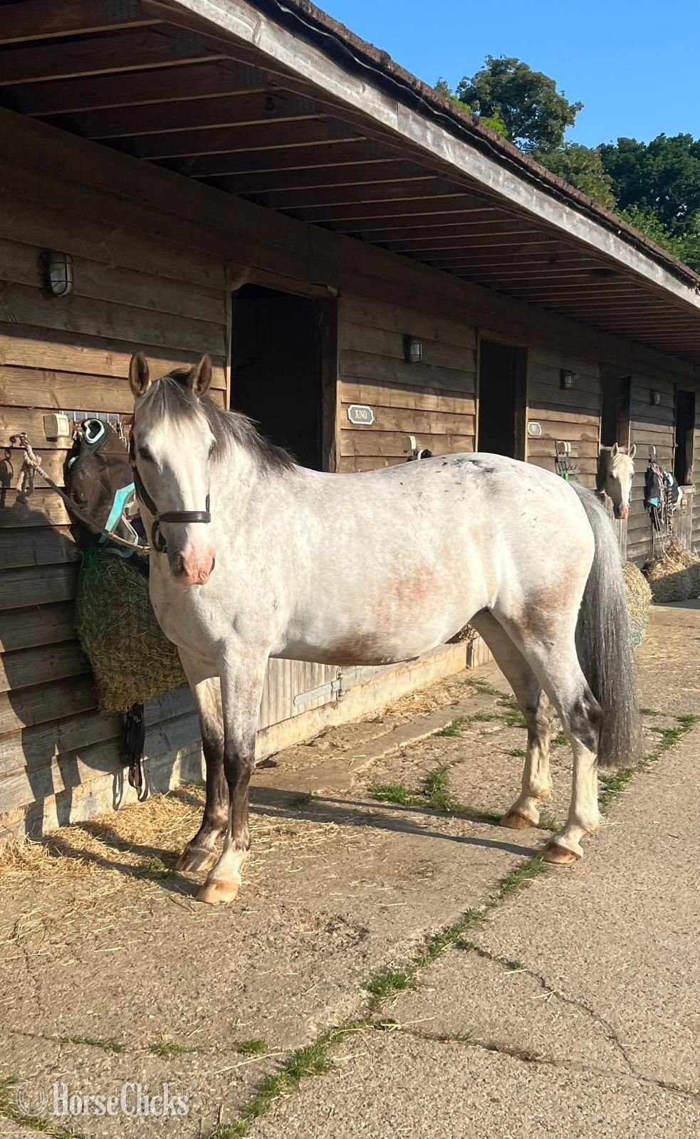 White 15.1hh Mare for Lease in Texas
