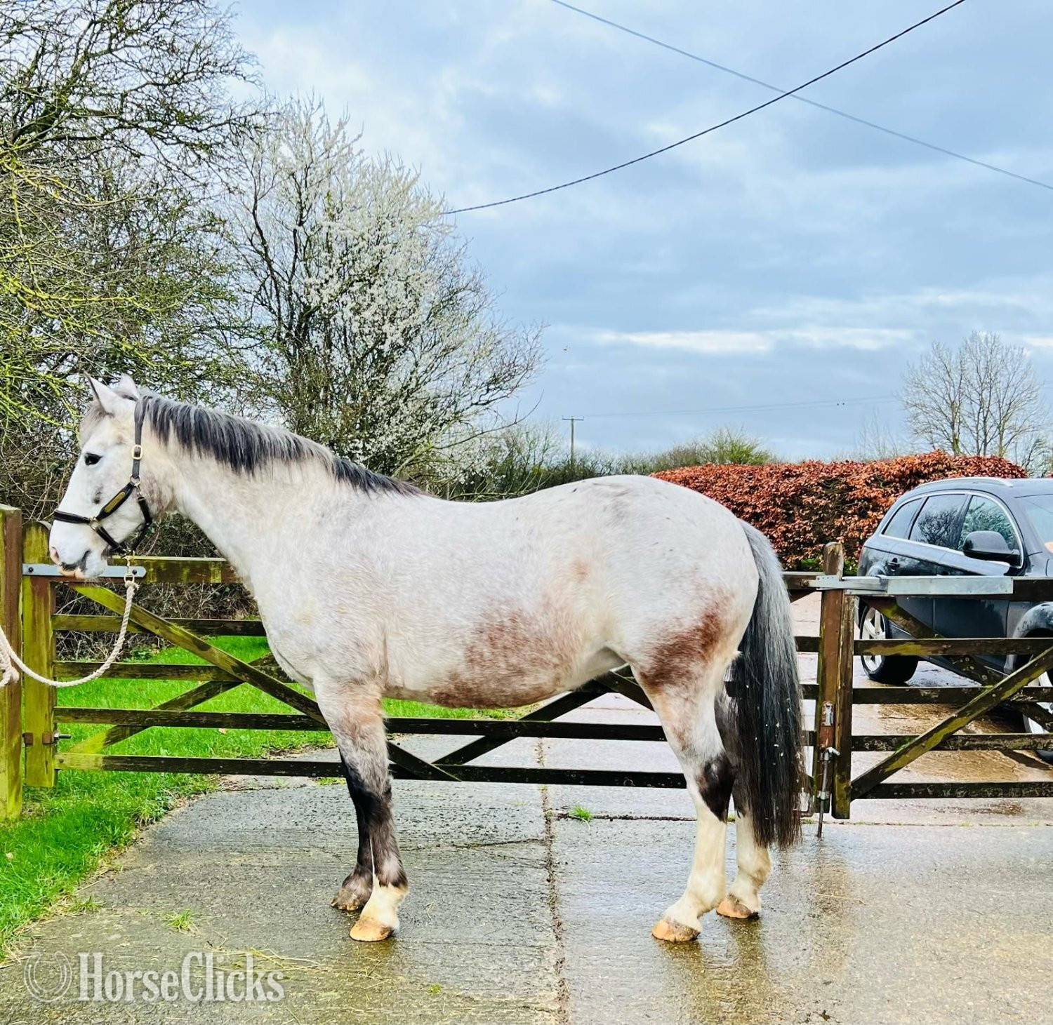 White 15.1hh Mare for Lease