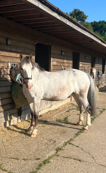 White 15.1hh Mare for Lease