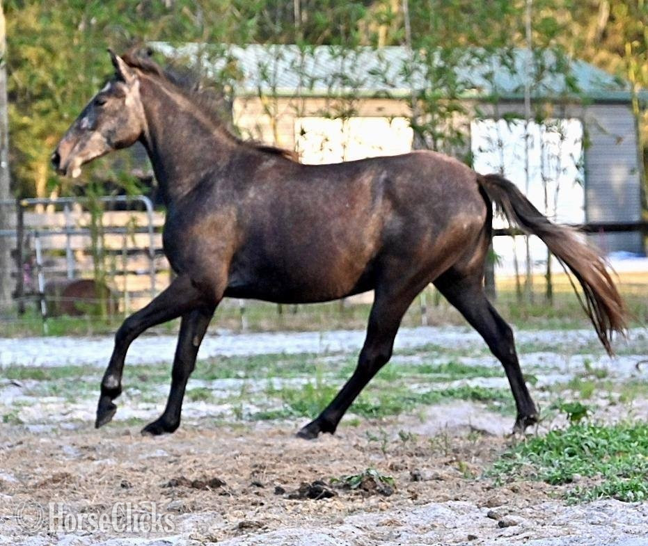 "Noella" Grey Mare Lipizzaner in Connecticut