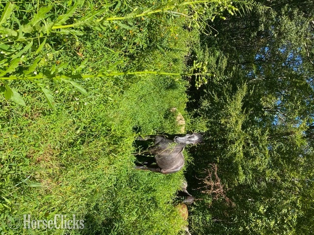 "Noella" Grey Mare Lipizzaner - Lipizzaner in Connecticut