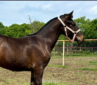 "Luka" Bay Colt Andalusian