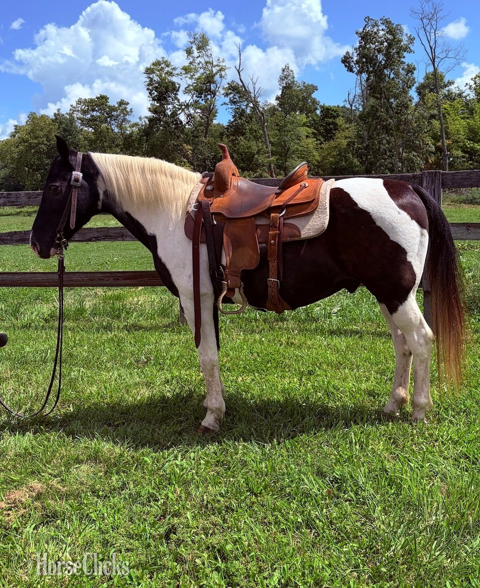 "Paco" Tabiano Gelding Missouri Fox Trotter in Ohio