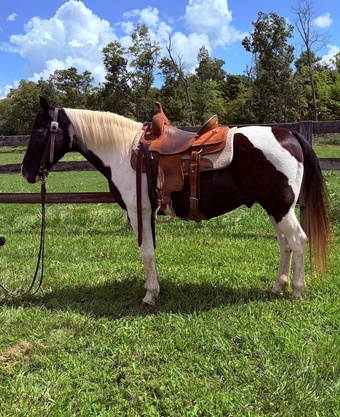 "Paco" Tabiano Gelding Missouri Fox Trotter