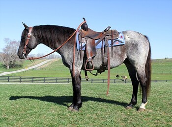 "Blue Jean" Blue Roan Gelding Quarter Horse